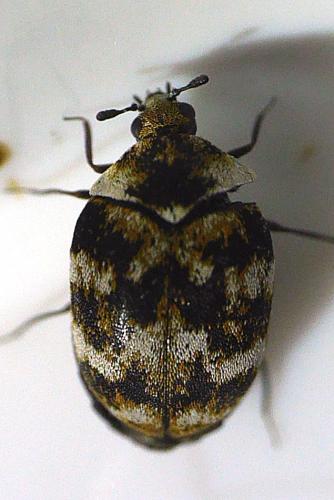 Réf. 337 503 : Anthrenus verbasci